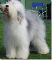 O Scrum Master atua como um Sheepdog O Scrum Master atua como um Sheepdog